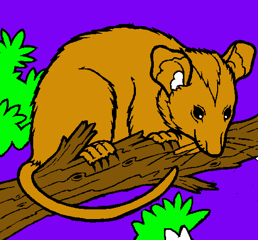 Ardilla possum