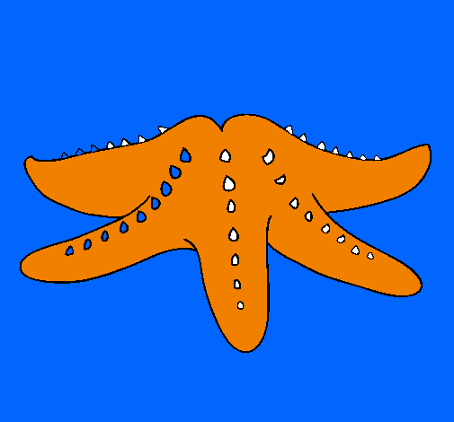 Estrella de mar