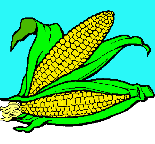 Mazorca de maíz