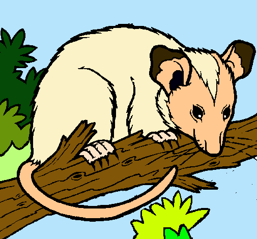 Ardilla possum