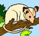 Dibujo Ardilla possum pintado por sofia