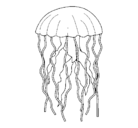 Dibujo Medusa pintado por marinaycelia