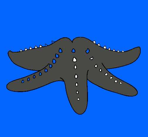 Estrella de mar