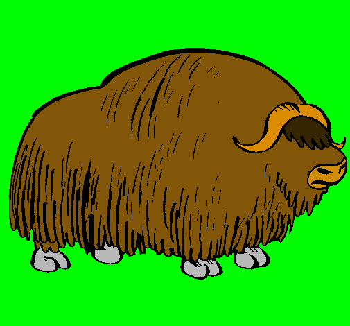 Bisonte