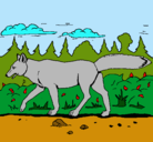 Dibujo Coyote pintado por aaron