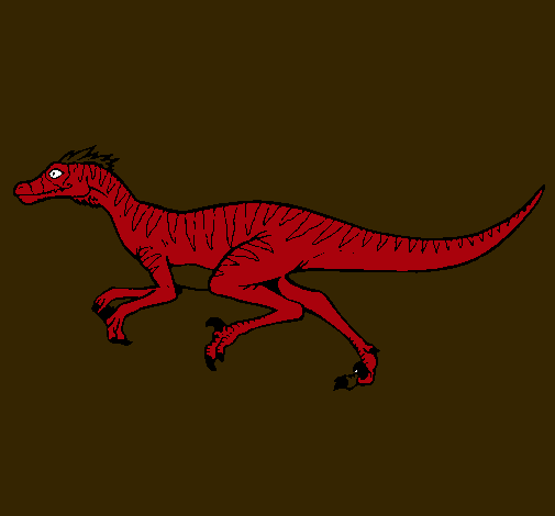 Velociraptor