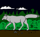 Dibujo Coyote pintado por ivan