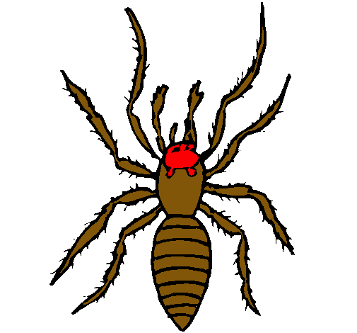 Araña tigre