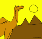 Dibujo Camello pintado por pierre