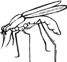 Dibujo Mosquito pintado por aedes