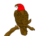 Dibujo Águila en una rama pintado por ALEJANDROMORENOMARTINEZ