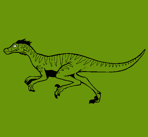 Velociraptor