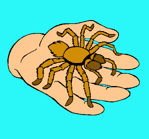 Tarántula