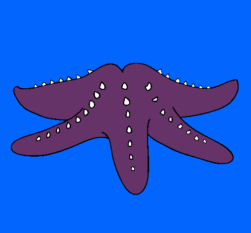 Estrella de mar