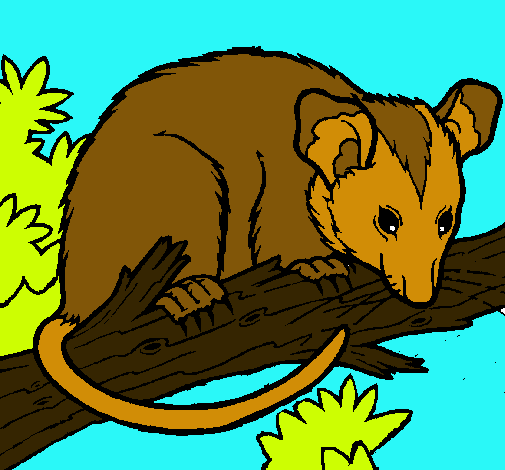 Ardilla possum