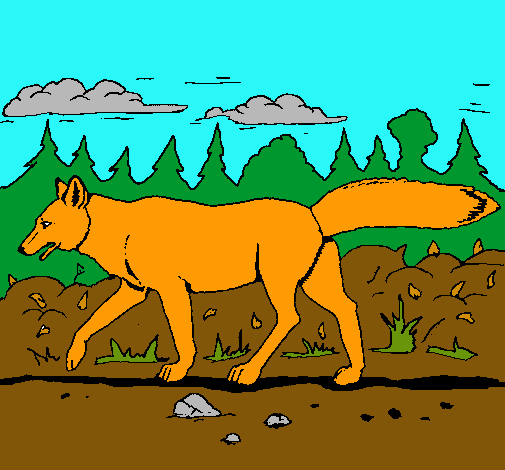 Coyote