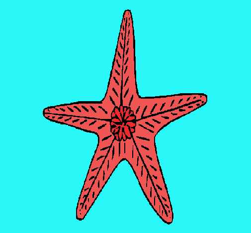 Estrella de mar