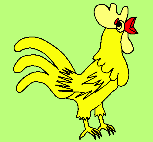 Gallo