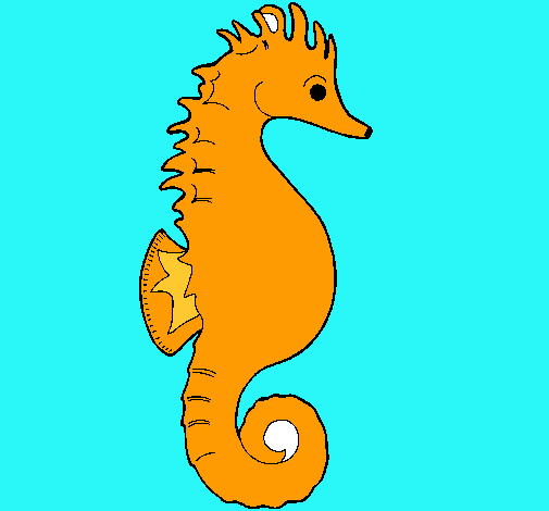 Caballito de mar