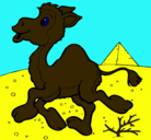 Dibujo Camello pintado por salomon
