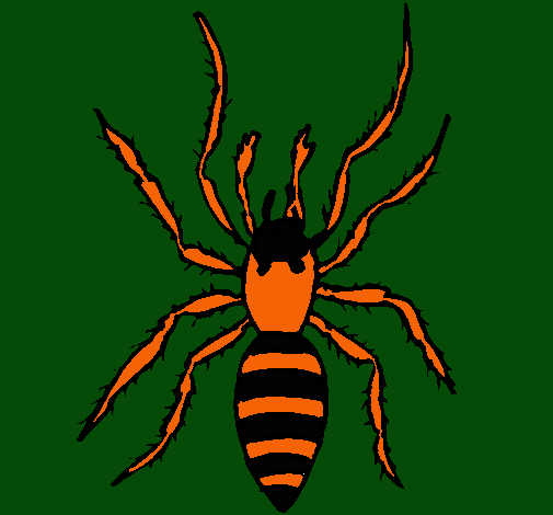 Araña tigre