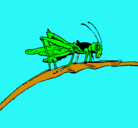 Dibujo Saltamontes en una rama pintado por Gissela
