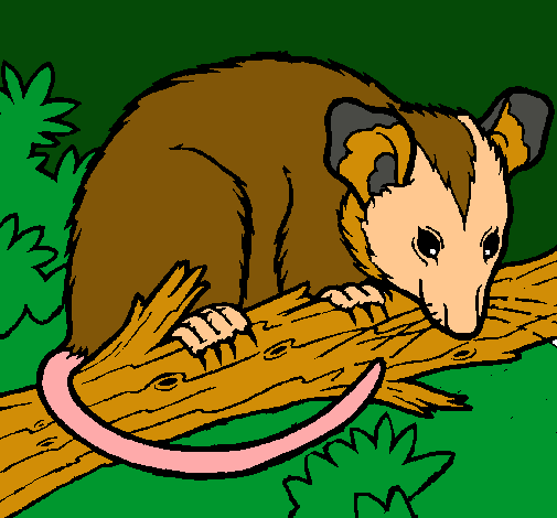 Ardilla possum