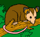 Dibujo Ardilla possum pintado por luis