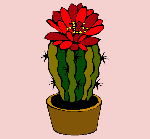 Cactus con flor