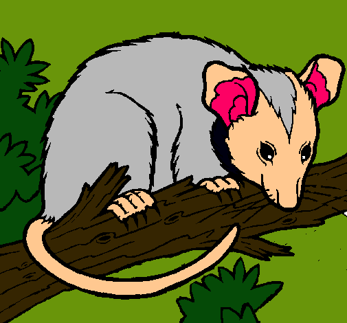 Ardilla possum