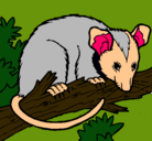 Dibujo Ardilla possum pintado por juanma