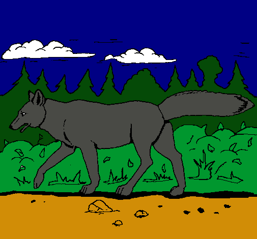 Coyote