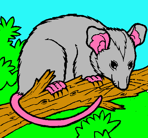 Ardilla possum