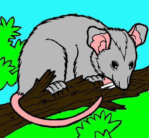 Ardilla possum