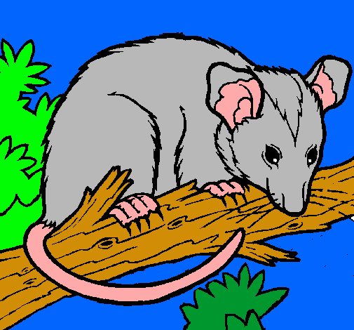 Ardilla possum