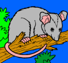 Dibujo Ardilla possum pintado por lola