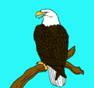 Dibujo Águila en una rama pintado por kittykrac