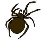 Dibujo Araña venenosa pintado por aida