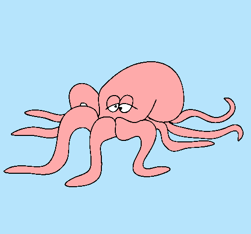 Pulpo