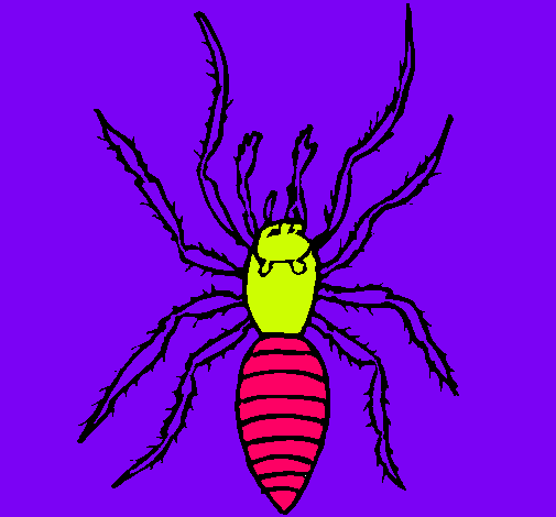 Araña tigre