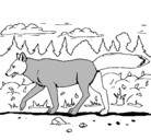 Dibujo Coyote pintado por coyote
