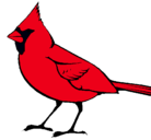 Dibujo Cardinal pintado por cardenal