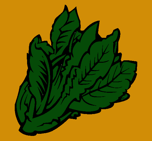 Lechuga II