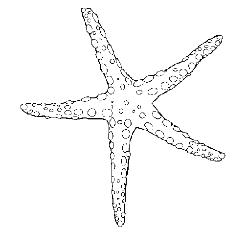 Estrellita de mar