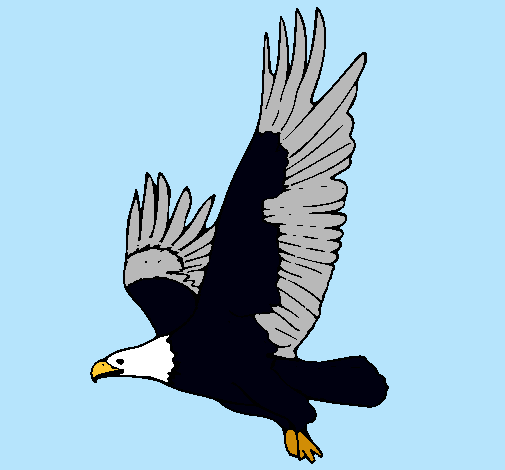 Águila volando