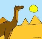 Dibujo Camello pintado por arnau