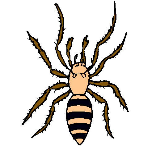 Araña tigre