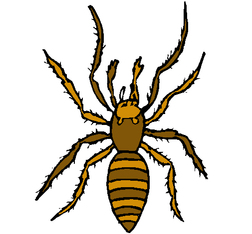 Araña tigre