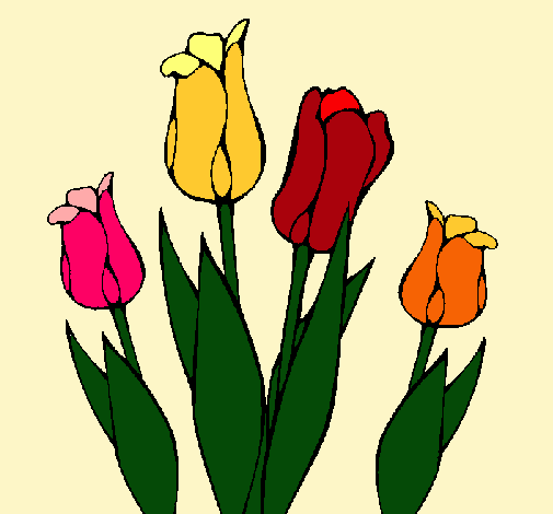 Tulipanes