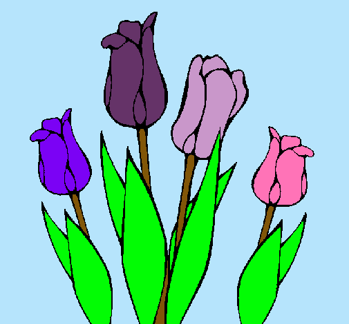 Tulipanes